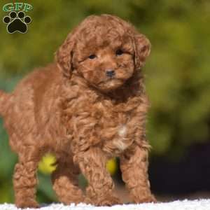 Kassie, Miniature Poodle Puppy